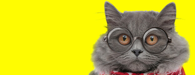 suspcious english long hair cat wearing glasses