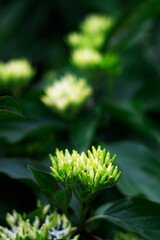 The white flowers of fragrant chromium shot close-up in greens. The vertical photo was shot for your summer design.