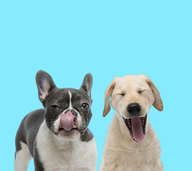 Suspicious French bulldog licking its nose and Labrador Retriever yelling