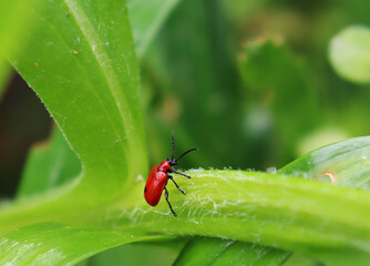 closeup of red lily beetle/ scarlet lily beetle (Lilioceris lilii) on a leaf