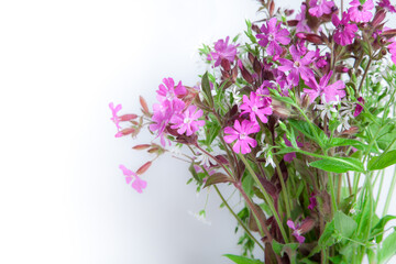 Fototapeta premium isolated bouquet of meadow flowers on a white background.