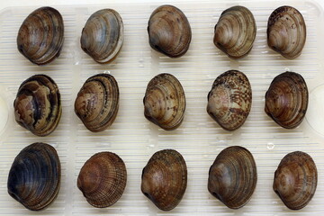 Fresh raw vongole Clams are laid out in a row.