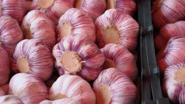 Large heads of early garlic are placed in boxes. Background of healthy seasoning for dishes