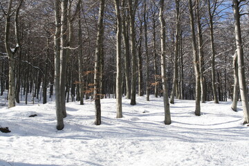 Fototapeta premium Paesaggio naturale