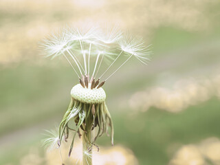 beautiful background with a dandelion almost flew.