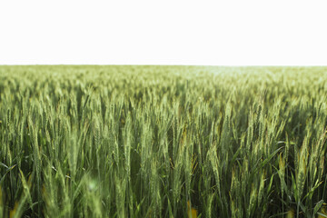 a field of wheat under a blue sky