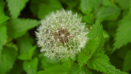 Dandelion. YI DIGITAL CAMERA