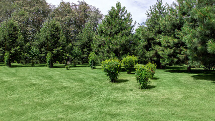 well maintained garden landscape with meadow green grass and pine trees in green spaces, sunny summer park with copy space lawn, nobody.