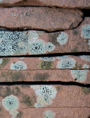 Closeup of lichen moss growing on a split rock