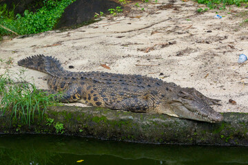 alligator in the everglades