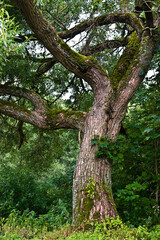Fototapeta premium Big old tree growing in Kernave