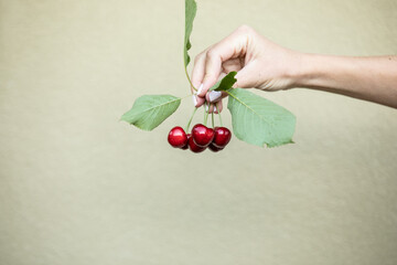 Close up of sweet cherry on light background with empty space for text. Female hand with neutral nude manicure holding cherry freshly harvested in garden.