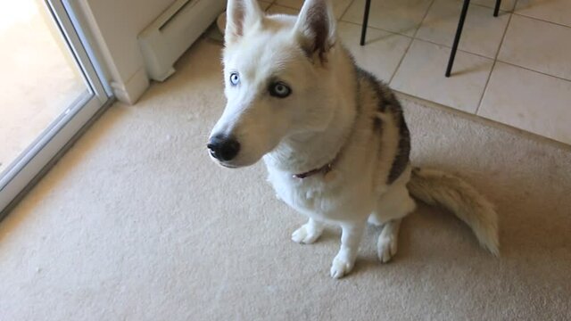 video of a husky dog sitting down for a rawhide bone