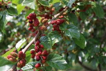 Fototapeta premium Mulberries on branch with green leaves