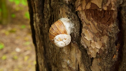 snail. wood