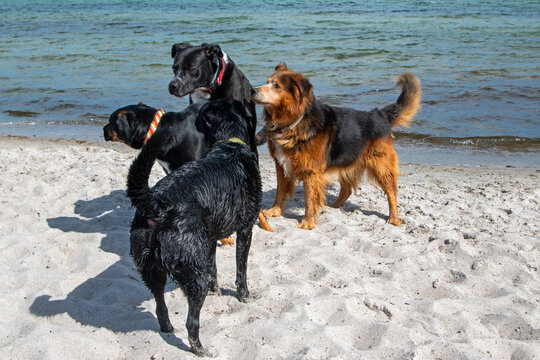 Hunderudel spielt am Meer