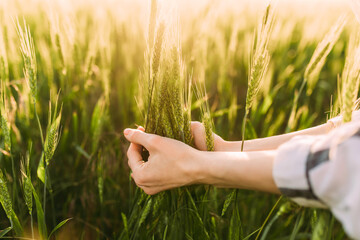 woman checks the Wheat Crop. Wheat sprouts in the farmer's hand