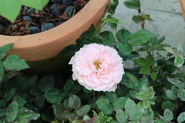 pink rose in a garden