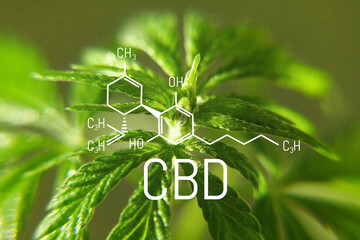CBD formula on macro background with hemp green leaf, Concept for growing cannabis for the production of CBD oil and products containing cannabinoids