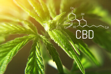 CBD formula on macro background with hemp green leaf, Concept for growing cannabis for the production of CBD oil and products containing cannabinoids