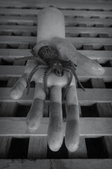 fake creepy spider on old doll hand