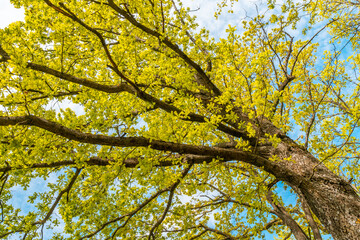 Old oak tree from below