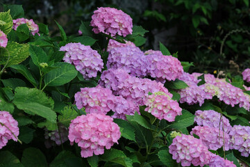 夏も間近、アサガオの花。blooming colorful morning glory, rainy season Japan