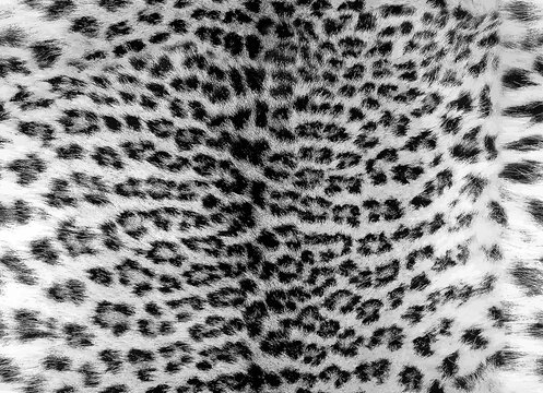 Seamless black white leopard fur pattern