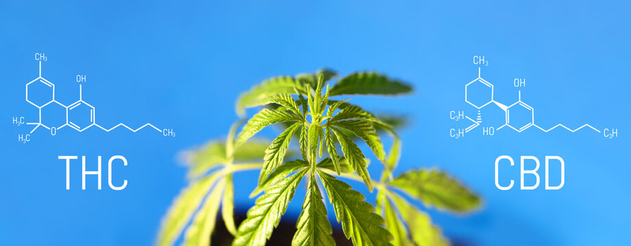 CBD formula on a blue background with a green hemp bush, Concept of growing cannabis for the production of CBD oil and products containing cannabinoids