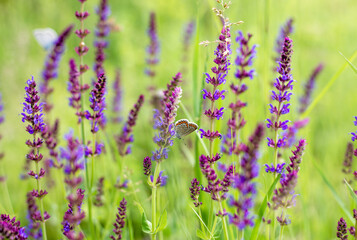 Nature background butterfly on purple flowers.