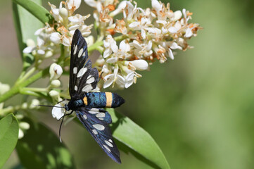 Closeup Mating pair Nine-Spotted Moth