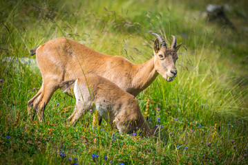 The West Caucasian tur