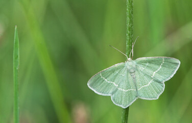 Little emerald moth (Jodis lactearia)