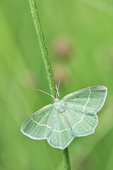 Little emerald moth (Jodis lactearia).