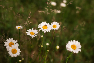 Close up of wild flowers nature background