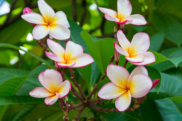 Fototapeta na wymiar Colorful tropical flowers in Thailand