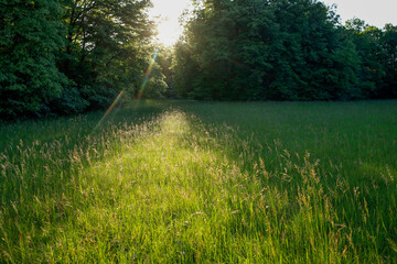 Sunlight on a beautiful field of grass