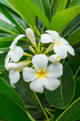 White tropical flowers in Thailand