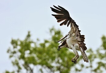 Osprey - It is a large raptor, reaching more than 60 cm in length and 180 cm across the wings. 