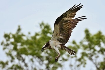 Osprey - It is a large raptor, reaching more than 60 cm in length and 180 cm across the wings. 