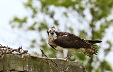 Osprey - It is a large raptor, reaching more than 60 cm in length and 180 cm across the wings. 