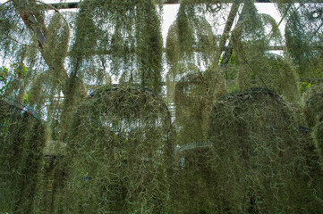 Spanish moss that was arranged beautifully. Beautiful ornamental plants in the garden