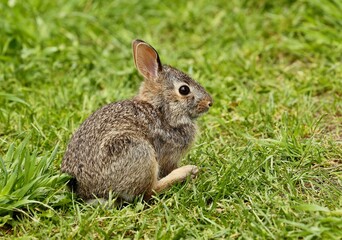 Wild rabit on the meadow. Natural scene from north America.	