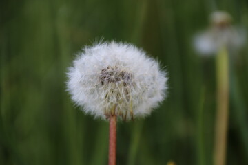 fiori © Giorgio