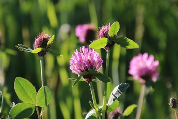 fiori