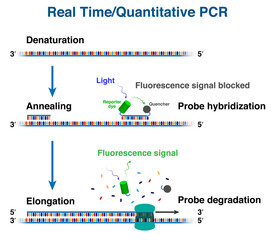 The cycles of cDNA molecule amplification by Real time/ Quantitative polymerase chain reaction, RT-PCR or Q-PCR - obrazy, fototapety, plakaty