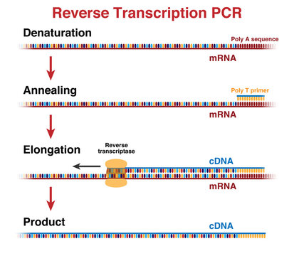 The Cycles Of MRNA And CDNA Molecules Amplification By Reverse Transcription Polymerase Chain Reaction, RT-PCR