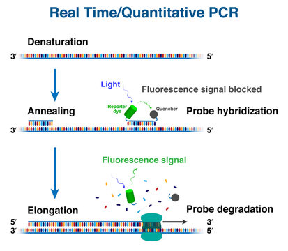 The cycles of cDNA molecule amplification by Real time/ Quantitative polymerase chain reaction, RT-PCR or Q-PCR