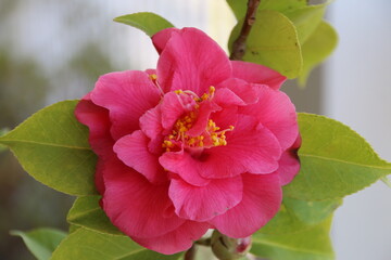 fiori