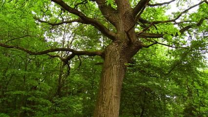 Obraz premium YI DIGITAL CAMERA